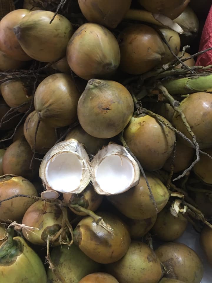 Dừa tại vườn 2