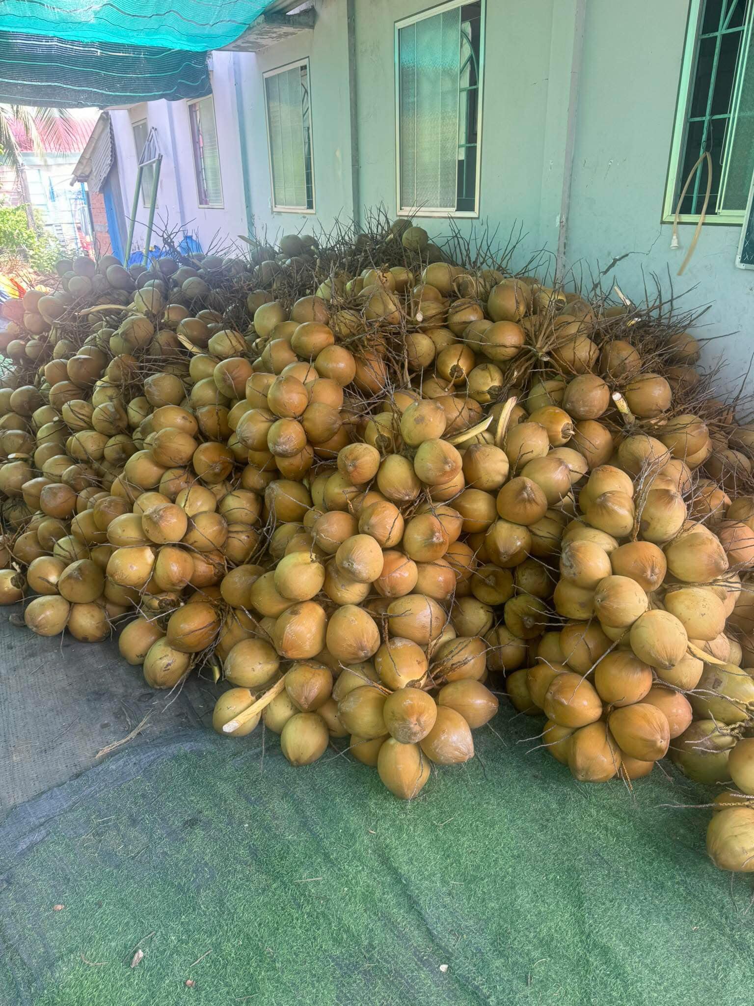 Dừa tại vườn 4