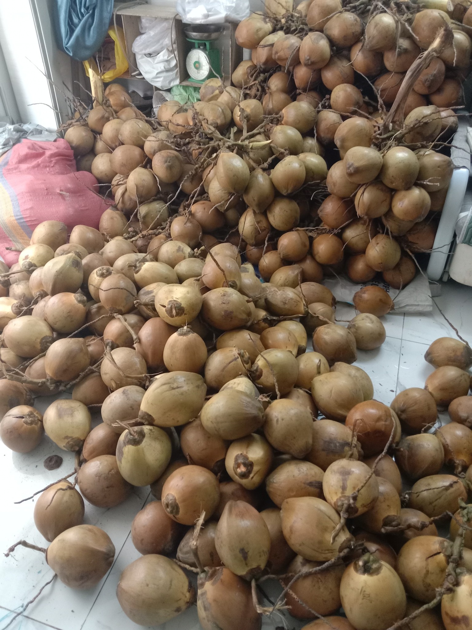 Dừa tại vườn 6