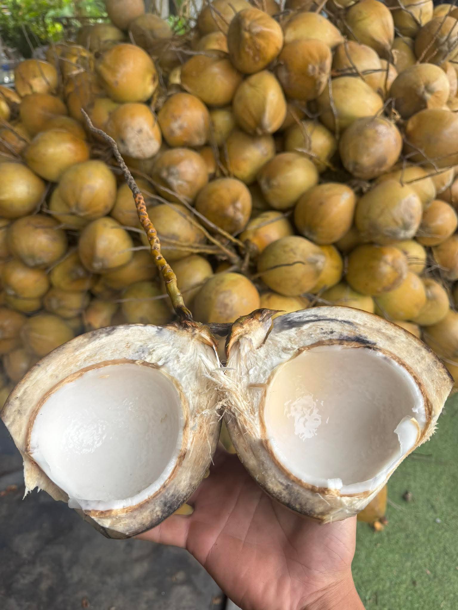 Dừa tại vườn 3